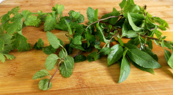 herbs for rice paper rolls